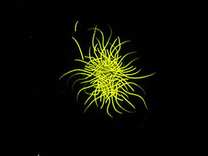 CZ-Sigman_plankton-picture_400