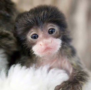 Baby-Tamarin