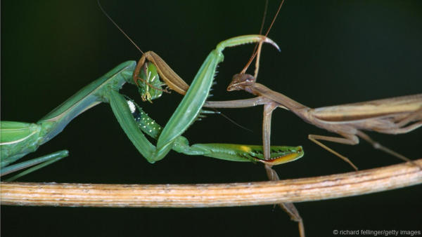 Femme Fatale Mantis Deceives Males For Snacking Risking Lives For Sex Techietonics