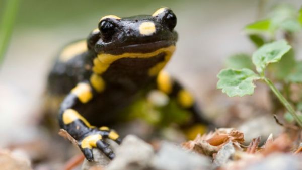 Salamanders can Regrow Lost Body Part: Limb Regeneration – TechieTonics