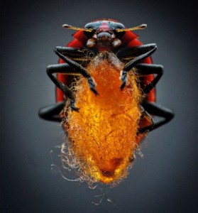 Parasitic Wasp stings Virus to control Ladybug's Mind: Bio-Weapon turns