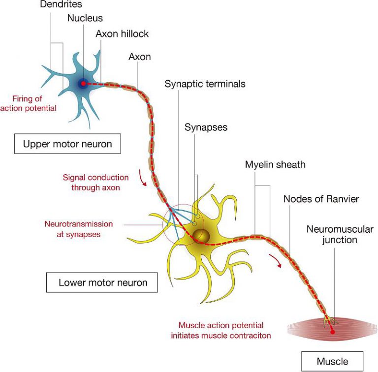 Specialized Grafts Behaved Like Neurons: Spinal Cord Injury – TechieTonics