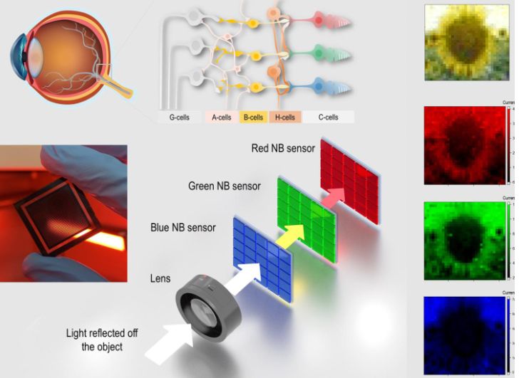 Artificial Vision Systems